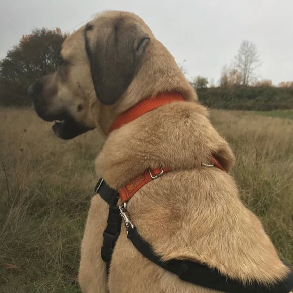 WONDER WALKER HARNESS & LEASH - NEVER WORN (photo of dog only for example) - Picture 4 of 5